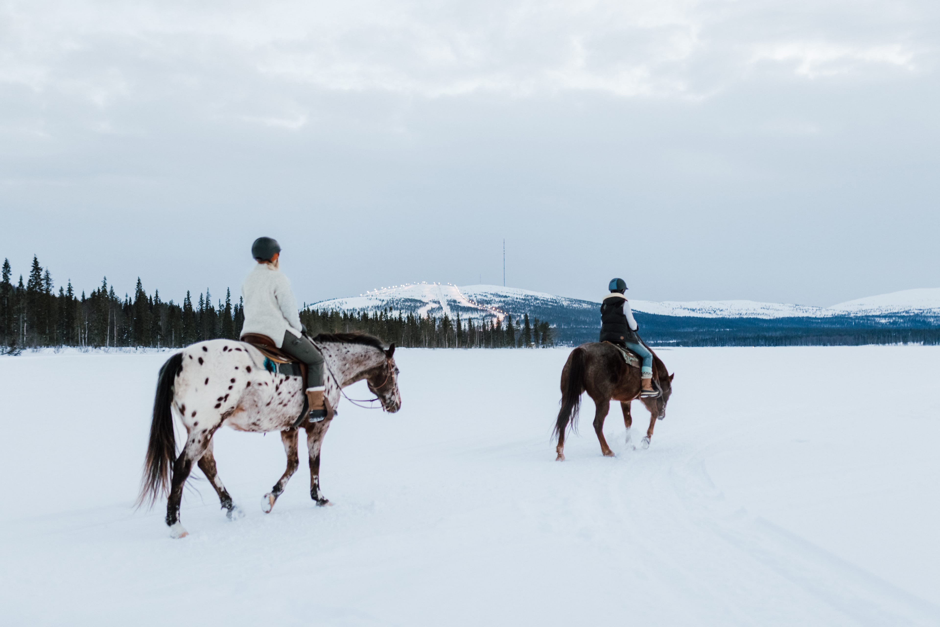 Hevoset lumisessa metsässä