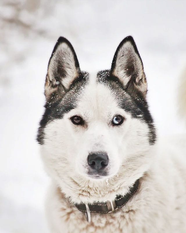 Husky safari through snowy landscape